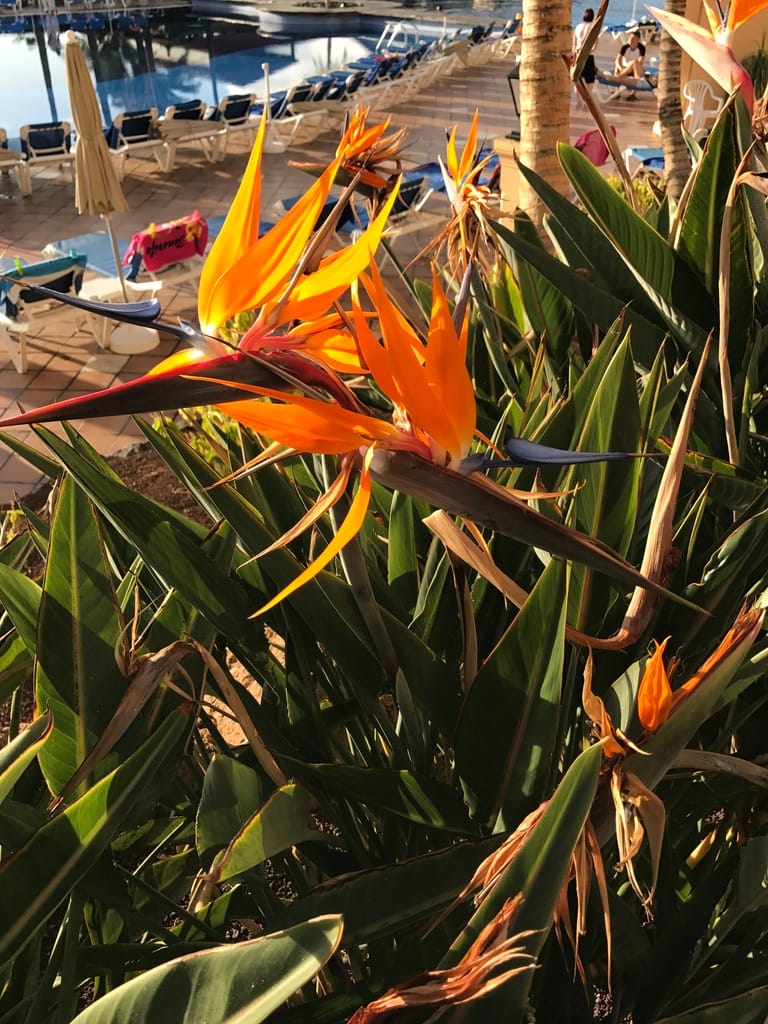 Santiago del Teide — Tenerife 2015