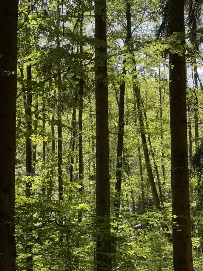 El bosque de Breunigweiler