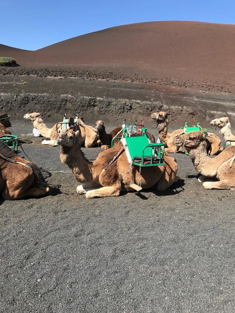 Los camellos — Lanzarote 2017