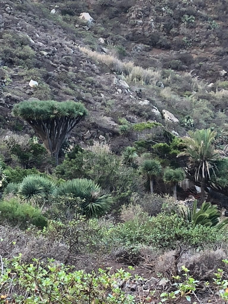 Anaga — Tenerife 2018