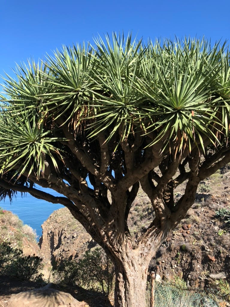 Anaga — Tenerife 2018