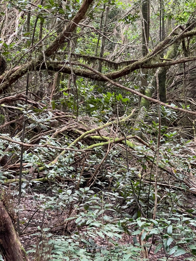 Parque Natural de Anaga — Tenerife 2022