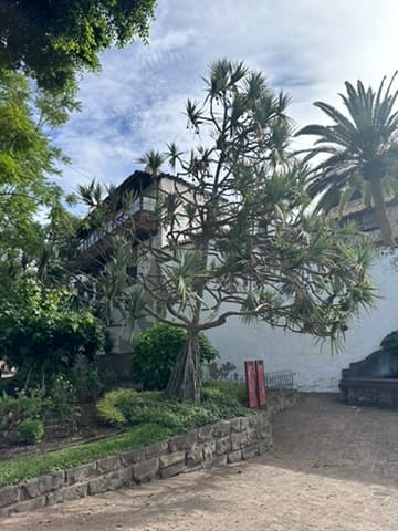 Icod de los Vinos — Tenerife 2023