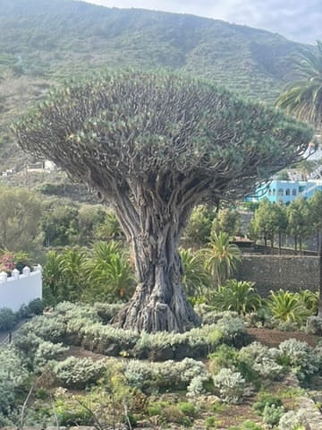Icod de los Vinos — Tenerife 2023